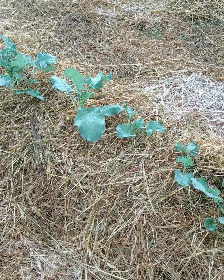Jeunes choux plantés dans un épais paillis de paille